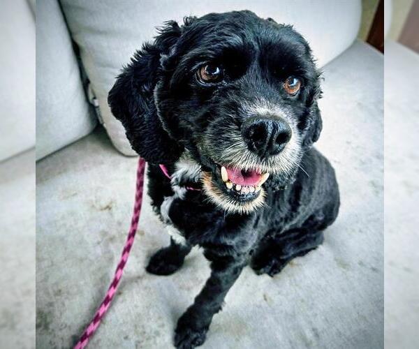 Medium Photo #1 Cocker Spaniel Puppy For Sale in Camarillo, CA, USA