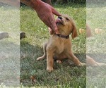 Puppy Purple Golden Retriever
