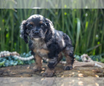 Small Photo #8 Cocker Spaniel Puppy For Sale in BALTIC, OH, USA