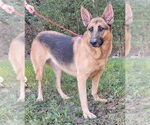 Small #2 German Shepherd Dog Mix