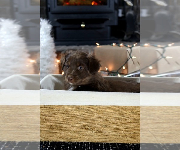 Medium Photo #5 Miniature American Shepherd Puppy For Sale in DAWSON, GA, USA