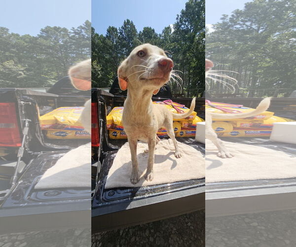 Medium Photo #2 Labrador Retriever-Unknown Mix Puppy For Sale in Corinth, MS, USA