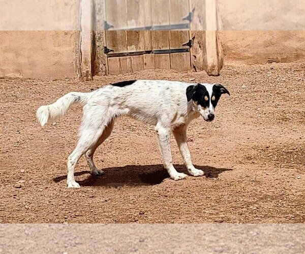 Medium Photo #3 Australian Shepherd-Unknown Mix Puppy For Sale in Pena Blanca, NM, USA