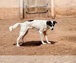 Small #2 Australian Shepherd Mix