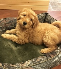 Goldendoodle Puppy for sale in EDGERTON, OH, USA