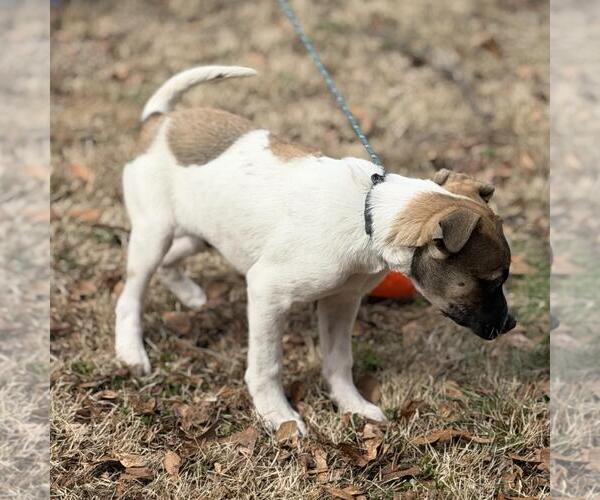 Medium Photo #2 Saint Bernard-Unknown Mix Puppy For Sale in Yardley, PA, USA