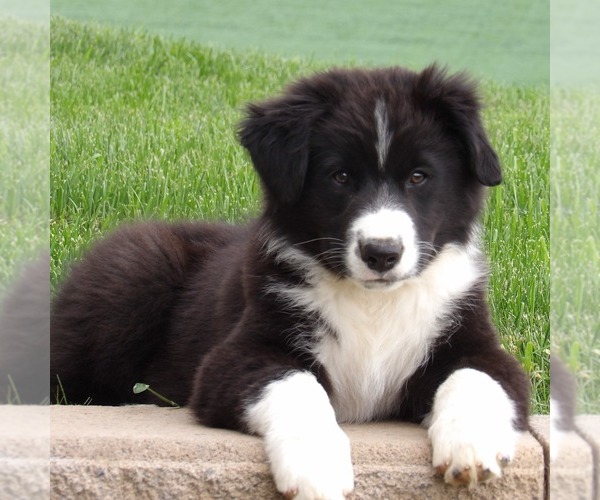 Medium Photo #4 Australian Shepherd Puppy For Sale in GLADE SPRING, VA, USA