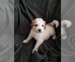 Puppy Pixel Great Pyrenees