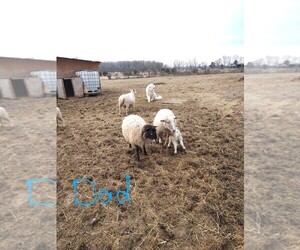 Father of the Great Pyrenees-Maremma Sheepdog Mix puppies born on 03/06/2025