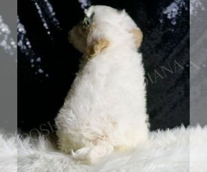 Medium Maltipoo (Miniature)
