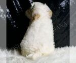 Puppy Cedar Maltipoo (Miniature)