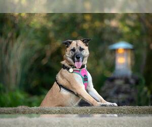 German Shepherd Dog Dogs for adoption in Pasadena, CA, USA