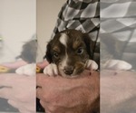 Small #4 Miniature Australian Shepherd