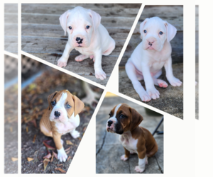 Boxer Puppy for sale in NEWBERG, OR, USA
