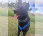 Small #10 Dutch Shepherd  Mix