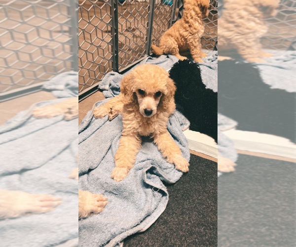 Medium Photo #4 Poodle (Standard) Puppy For Sale in HOUSTON, TX, USA
