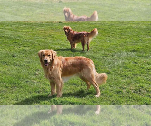 Father of the Golden Retriever puppies born on 04/26/2025