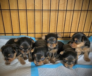 Yorkshire Terrier Puppy for sale in BAKER CITY, OR, USA