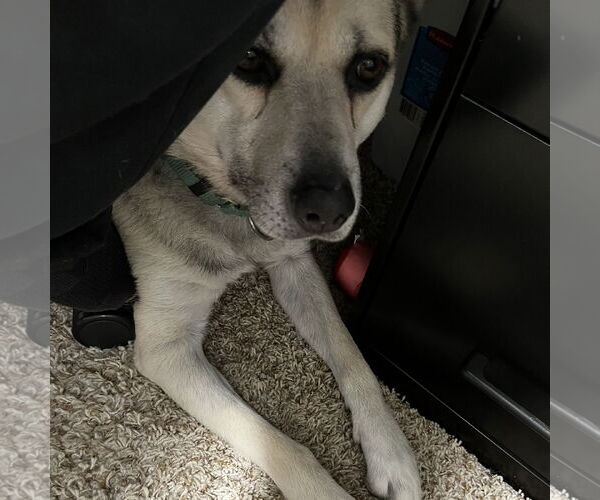 Medium Photo #6 Siberian Husky-Unknown Mix Puppy For Sale in Fargo, ND, USA