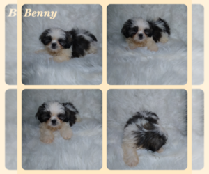 Shih Tzu Puppy for sale in INDIANAPOLIS, IN, USA