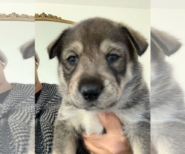 Medium Photo #19 Siberian Husky-Unknown Mix Puppy For Sale in Dana Point, CA, USA