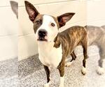 Small #1 American Pit Bull Terrier Mix