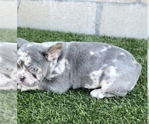 French Bulldog Puppy for sale in CHICAGO, IL, USA