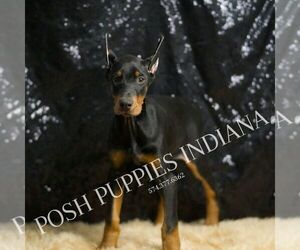 Medium Doberman Pinscher