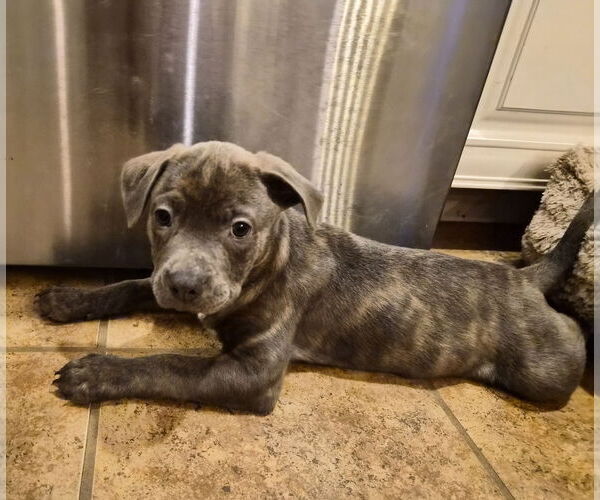 Medium Photo #7 American Pit Bull Terrier-Unknown Mix Puppy For Sale in Holly Springs, NC, USA