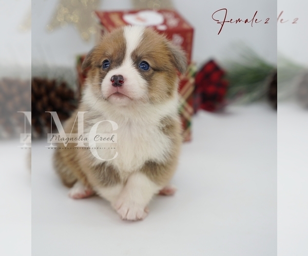 Medium Photo #14 Pembroke Welsh Corgi Puppy For Sale in FLORALA, AL, USA