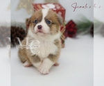 Small #13 Pembroke Welsh Corgi