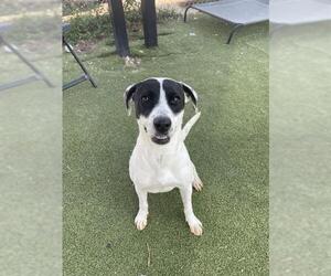 PEARL - Female Labrador Retriever-Unknown Mix Dog for Adoption - Photo #2