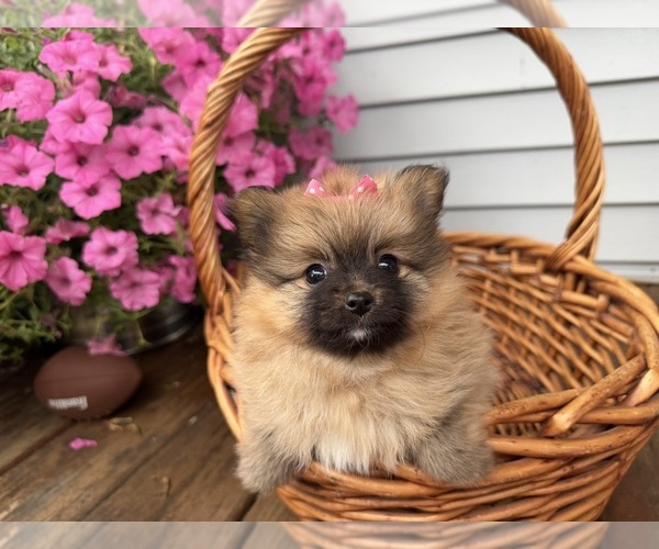Medium Photo #5 Pomeranian Puppy For Sale in ATHENS, WI, USA