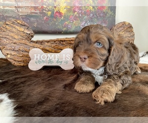 Cocker Spaniel-Poodle (Miniature) Mix Puppy for sale in DUBARD, MS, USA
