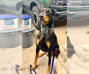 Doberman Pinscher Dogs for adoption in Buffalo, MN, USA