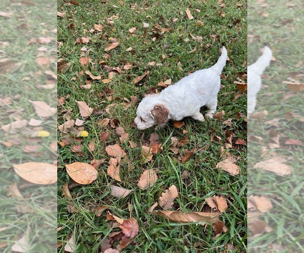 Medium Photo #11 Bernedoodle (Miniature) (+ Poodle Miniature) Puppy For Sale in TRAVELERS REST, SC, USA