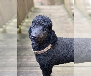 Father of the Aussiedoodle puppies born on 02/29/2024