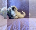 Small Photo #1 Shih Tzu-Unknown Mix Puppy For Sale in HOPKINSVILLE/PRINCETON, KY, NH, USA