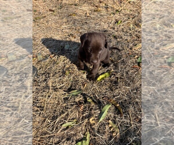 Medium Photo #1 Labrador Retriever Puppy For Sale in OMAHA, NE, USA