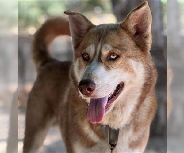 Medium Photo #4 Siberian Husky Puppy For Sale in Santa Barbara, CA, USA