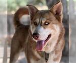 Small #3 Siberian Husky