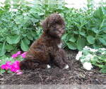 Puppy Skye Maltipoo