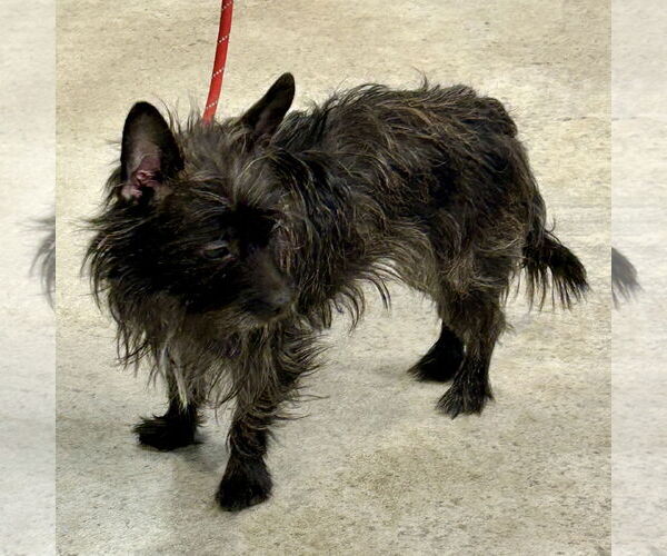 Medium Photo #1 Cairn Terrier-Unknown Mix Puppy For Sale in Batavia, OH, USA