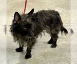 Small Cairn Terrier Mix