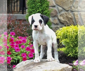 Boxer Puppy for sale in BIRD IN HAND, PA, USA
