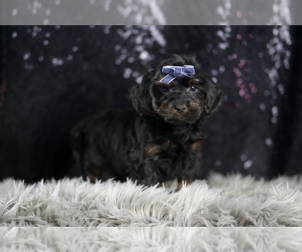 Medium Photo #8 YorkiePoo Puppy For Sale in WARSAW, IN, USA