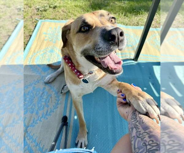 Medium Photo #2 Retriever -Unknown Mix Puppy For Sale in Crystal, MN, USA