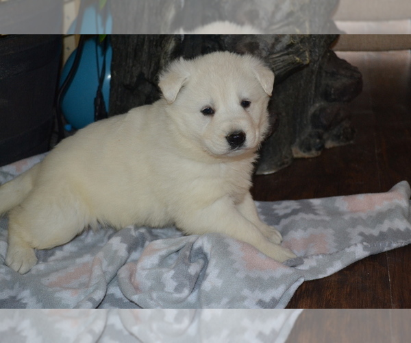 Medium Photo #6 German Shepherd Dog Puppy For Sale in GREENWOOD, WI, USA