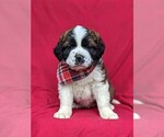 Small Photo #2 Saint Bernard Puppy For Sale in DELTA, PA, USA