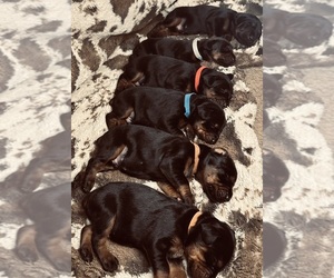 Doberman Pinscher Litter for sale in ASHLAND, KY, USA